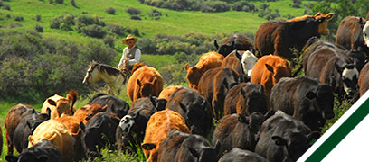 ranching-readmore-header-1.jpg